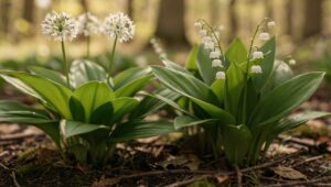Bärlauch oder Maiglöckchen? So erkennst du den Unterschied sofort